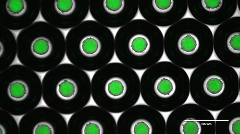 3D Cell Culture Assay