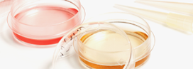 Cell Culture