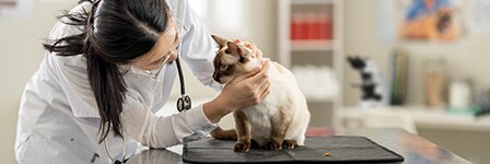 Veterinary Applications 