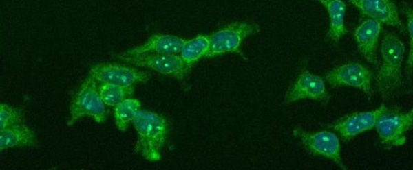 Invitrogen™ Goat anti-Rabbit IgG (H+L) Cross-Adsorbed Secondary Antibody, Alexa Fluor™ 488