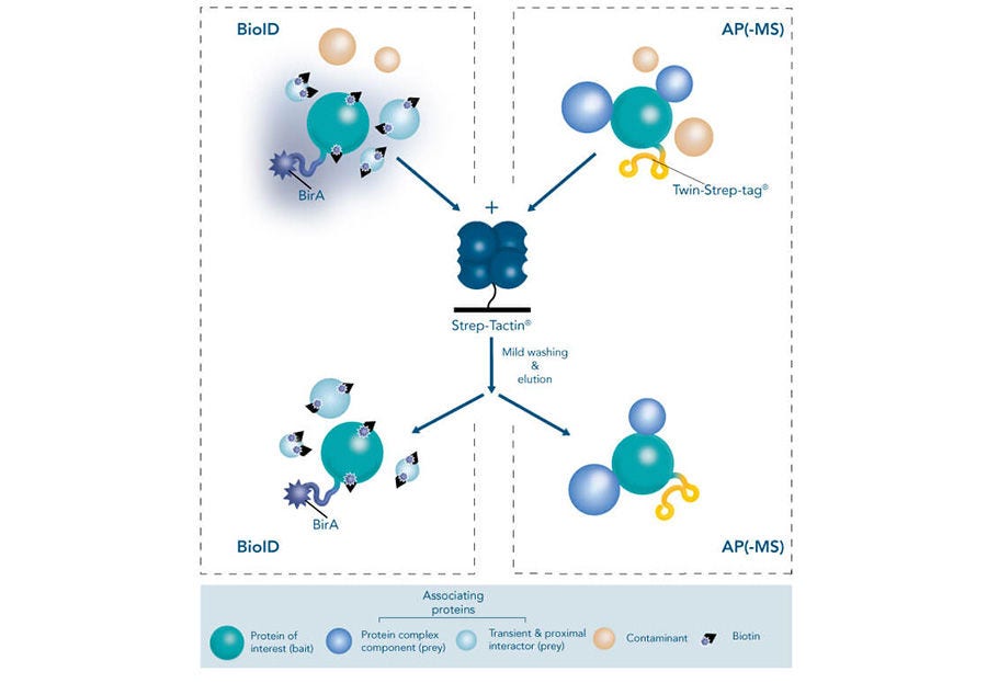 Strep-Tactin™ for Reversible Binding of Biotinylated Proteins