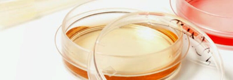 Cell Culture