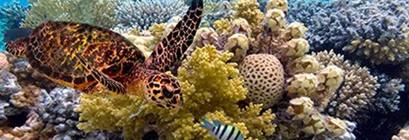 The Great Barrier Reef, stretching over 2,000 kilometers, holds the title of being the biggest living structure on our planet