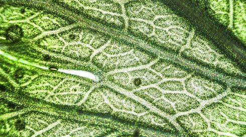 Critical and Novel Materials