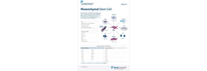 Mesenchymal Stem Cell Markers