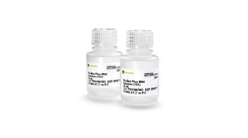 ReBlot™ Antibody Stripping Solution