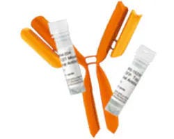 All Primary Antibodies