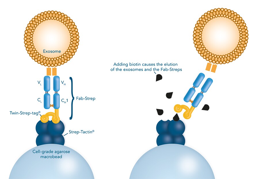 Surface-marker Specific Exosome Isolation