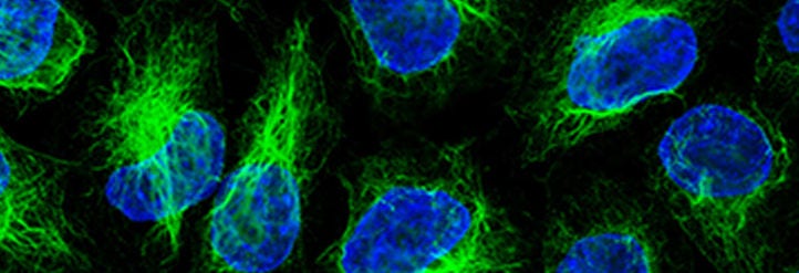 ChromoTek Nanobody-Based Reagents