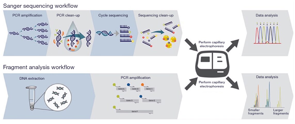 Sanger sequencing workflow