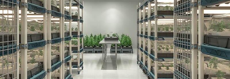 Cannabis Solutions Buying Guide