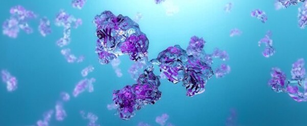 Secondary Antibodies Western Blotting