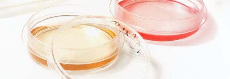 Cell Culture