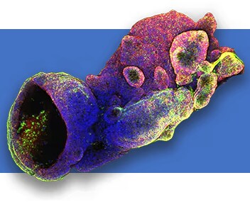 Cell Culture Reagents and Assays