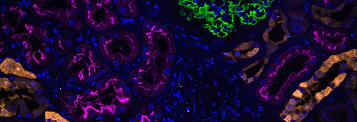 FlexAble Antibody Labeling Kits