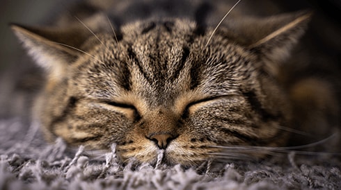 A new hope for Alzheimer’s research