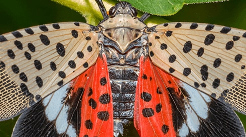 Stop the spread of spotted lanternflies