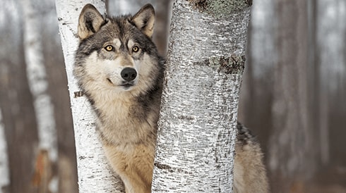 The genetic secrets of Chernobyl wolves