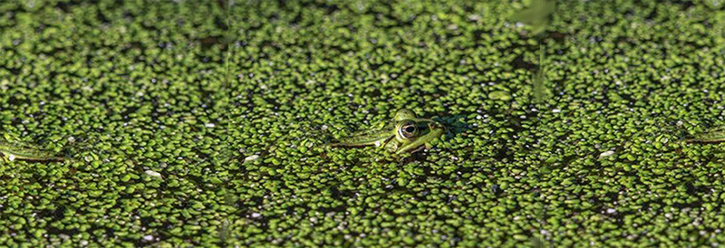 Meet the Plant That May Help Us Survive Catastrophes and Reduce Food Insecurity
