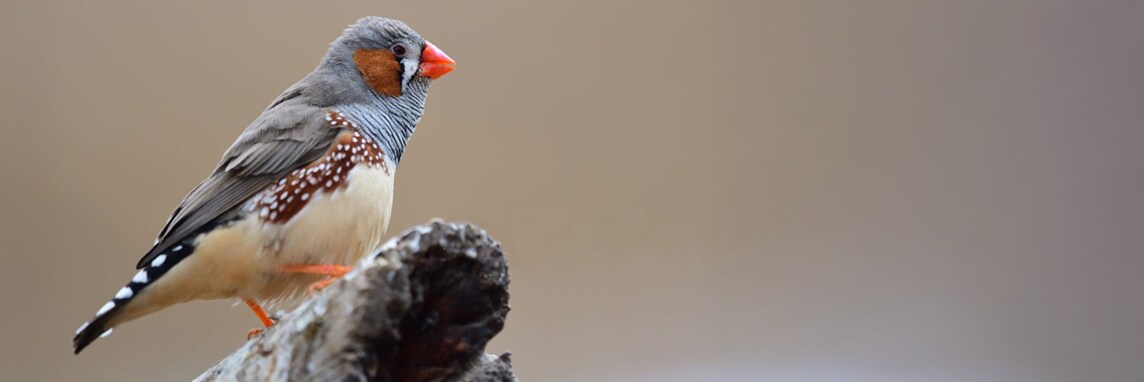 Can Robots Tutor Birds?