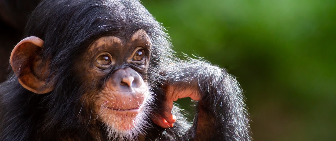 It’s No Joke—Apes Seem to Find Humor Appealing