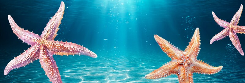 Scientists Crack the Mystery of a Massive Sea Star Die-Off