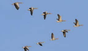 birds-fly