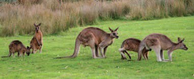 kangaroo-success kangaroo-success