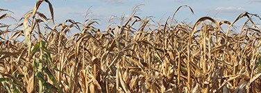 drought-technology-m-2220 drought-technology-m-2220