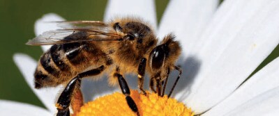 Powering the Future Through Plants, Panels, and Pollinators