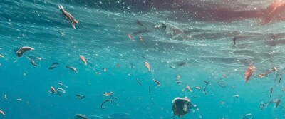 Two New Materials May Help Halt Microplastic Pollution Two New Materials May Help Halt Microplastic Pollution