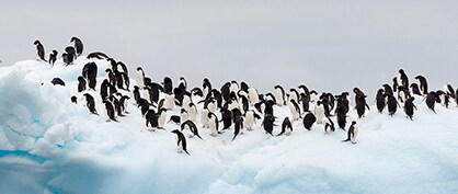 A Cool Discovery: Penguin Poop Powers Cloud Formation in Antarctica