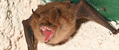 Fang-Tastic Fitness: Vampire Bats’ Unusual Metabolism