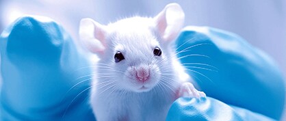Save the Critters - Reducing Animal Testing in Research