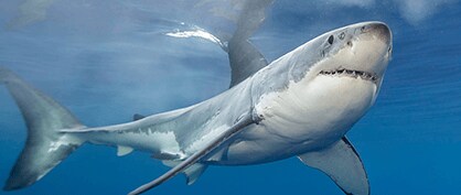 Telling Time with Teeth: Shark Dental Remains Reveal the Earth’s Past