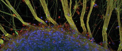 Human Neural Networks Human Neural Networks