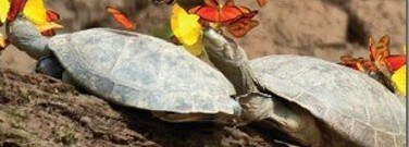 astronomy-earth-sci-archive-turtle-tearstasty-treat-1761
