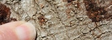 astronomy-earth-sci-archive-no-turning-back-diseased-oak-trees-1761