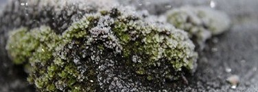 astronomy-earth-sci-archive-uncovering-moss-climate-change-1761