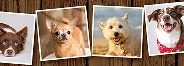 hd-DogBreed-22-711-1720