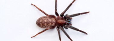 Spiders Need Rest, Too. But Do They Sleep?
