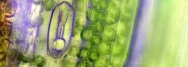 biology-archive-researchers-inch-closer-artificial-photosynthesis-1761