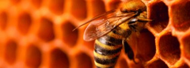 Bees and Wasps Use Geometry to Construct Their Nests
