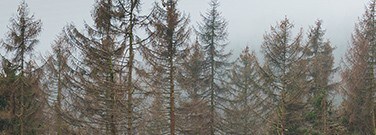 dead-trees-m-2220