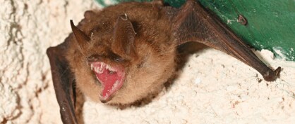 Fang-Tastic Fitness: Vampire Bats’ Unusual Metabolism