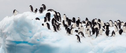 Penguins Bless the Clouds Down in Antarctica