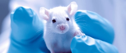 Save the Critters: Reducing Animal Testing in Research