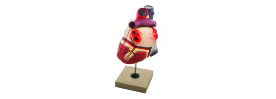 Biology Classroom Products 