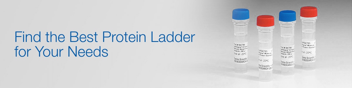 How to Choose the Right Protein Ladders How to Choose the Right Protein Ladders