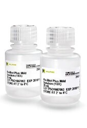ReBlot™ Antibody Stripping Solution